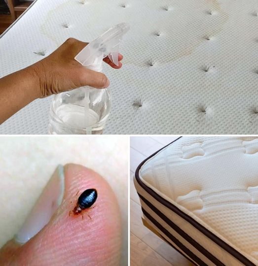 DIY Mattress Disinfectant Spray Fakake Home & Garden Creations