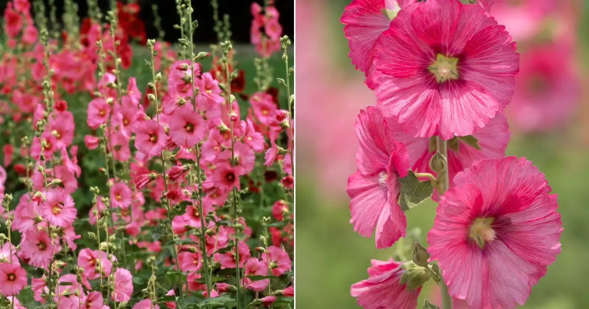 Grow Hollyhocks