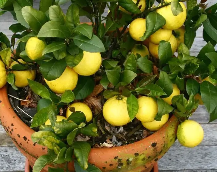 Grow A Potted Lemon Tree